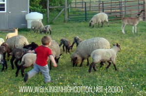 wyatt sheep wyatt sheep