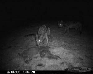 wolves killing lambs wolves killing lambs
