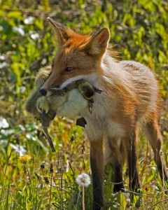 fox with ducklings fox with ducklings