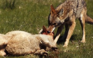 coytoteeatlamb coytoteeatlamb