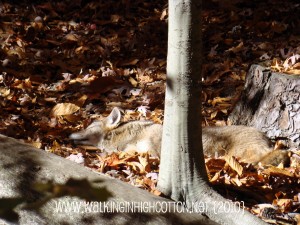 coyote coyote
