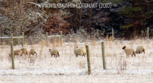 sheep in snow sheep in snow