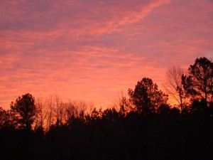pink morning (3) pink morning 3