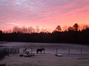 pink moring (1) pink moring 1