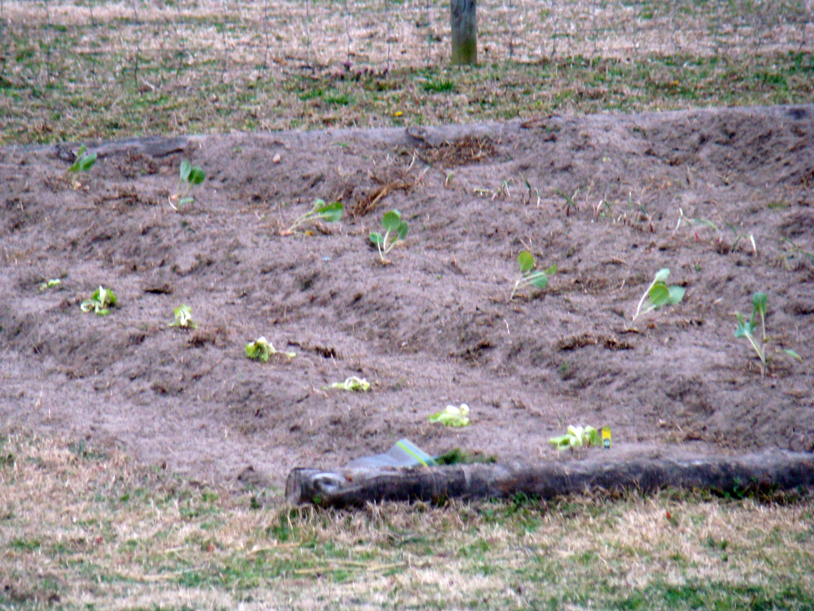 garden 1 garden 1