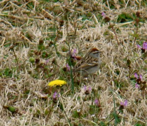 DSC07324 DSC07324