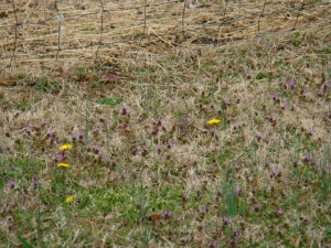 DSC07323 DSC07323