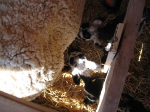 IMG_1003 IMG 1003