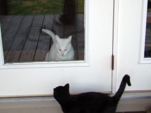 cats 1 cats 1