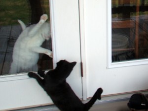 cats 3 cats 3