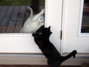 cats 4 cats 4