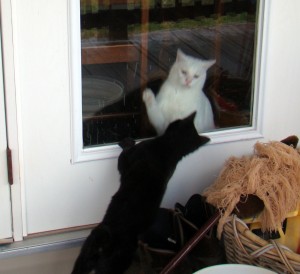 cats 5 cats 5
