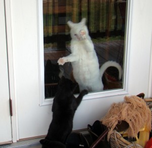 cats 6 cats 6