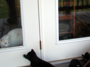 cats 7 cats 7