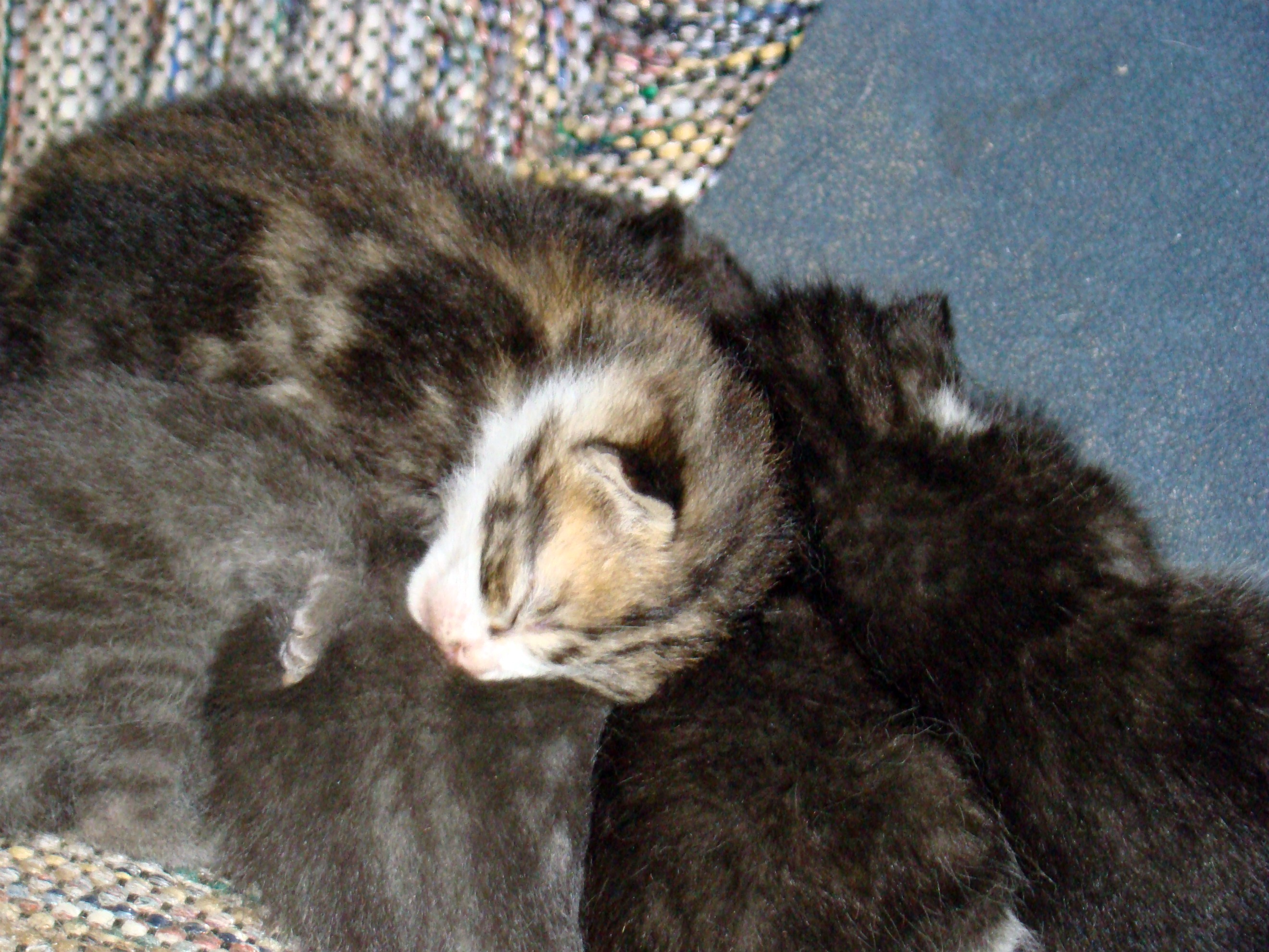 kittens 1 kittens 1