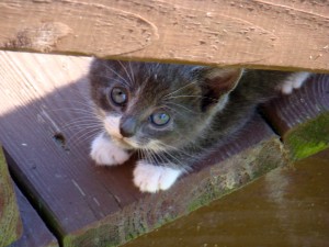 kittens 1 kittens 1