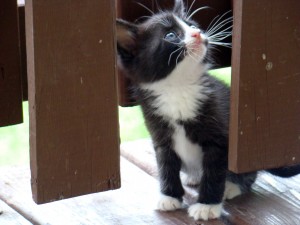 kittens 3 kittens 3