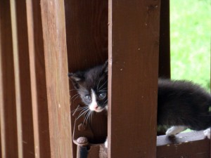 kittens 5 kittens 5