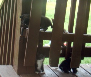 kittens 6 kittens 6