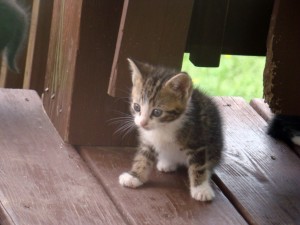 kittens 7 kittens 7