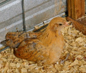 DSC00645 DSC00645
