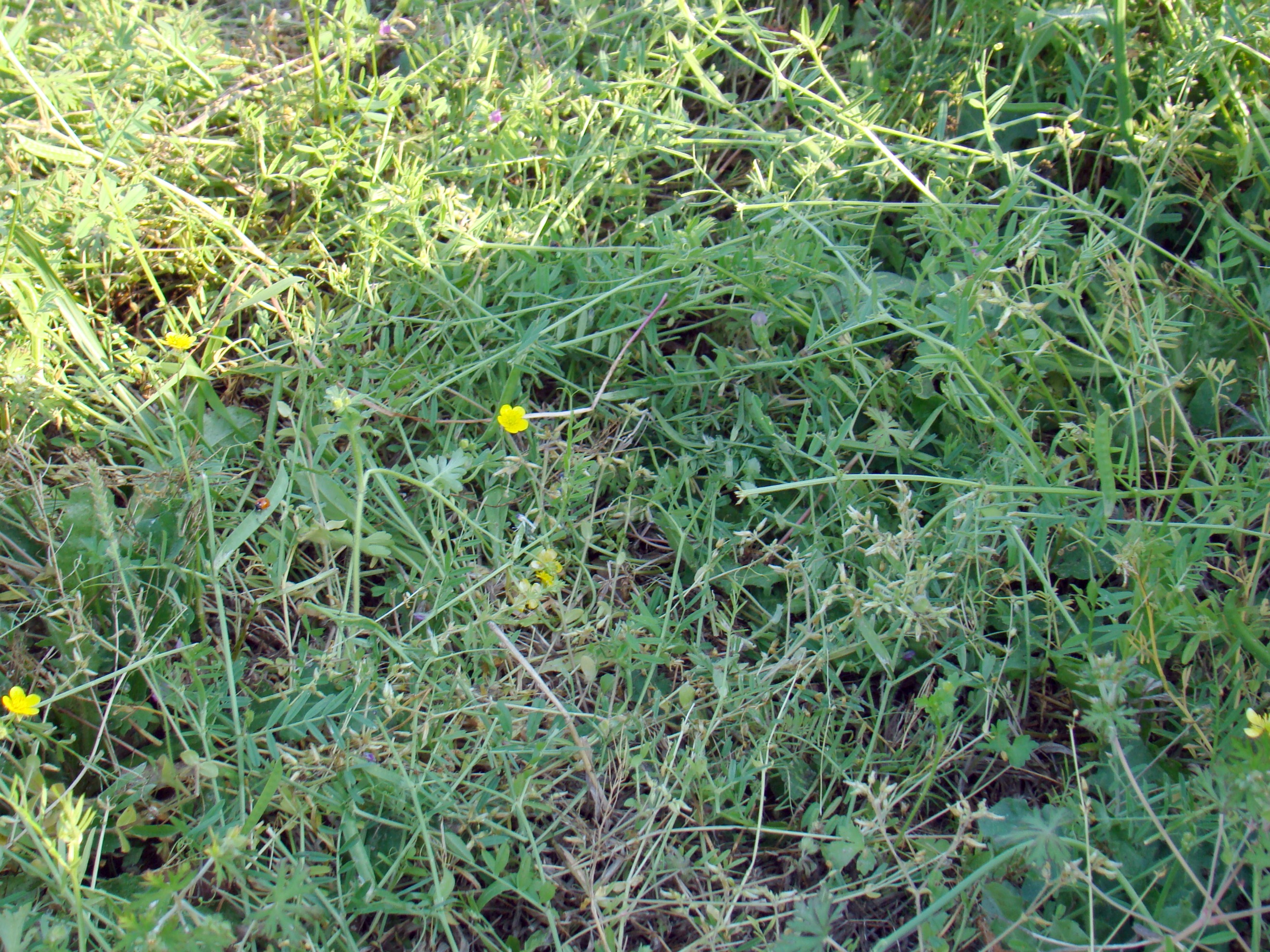 grass grass