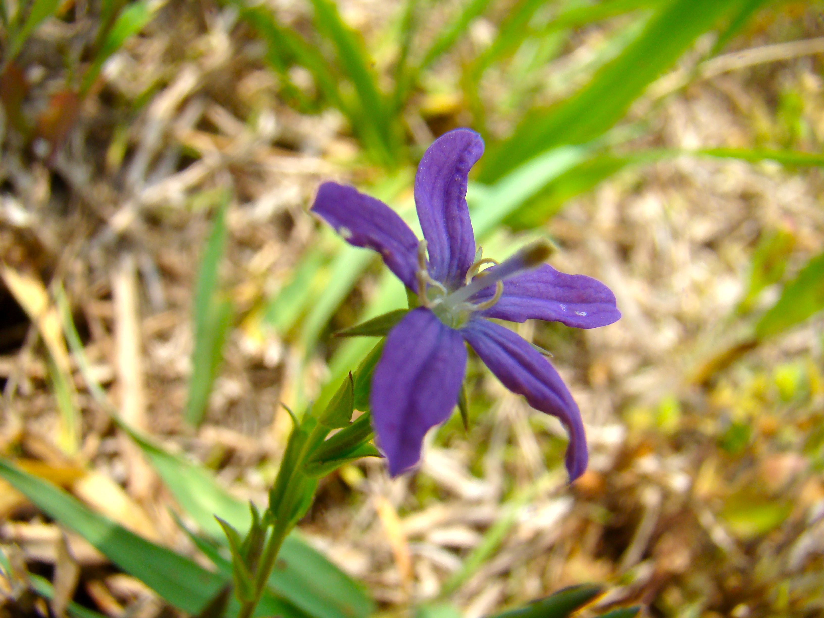 DSC00990 DSC00990