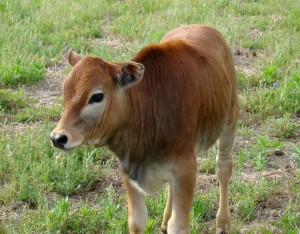 calf 2011 calf 2011
