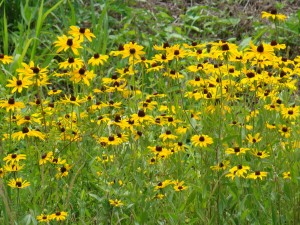black eyed susans black eyed susans