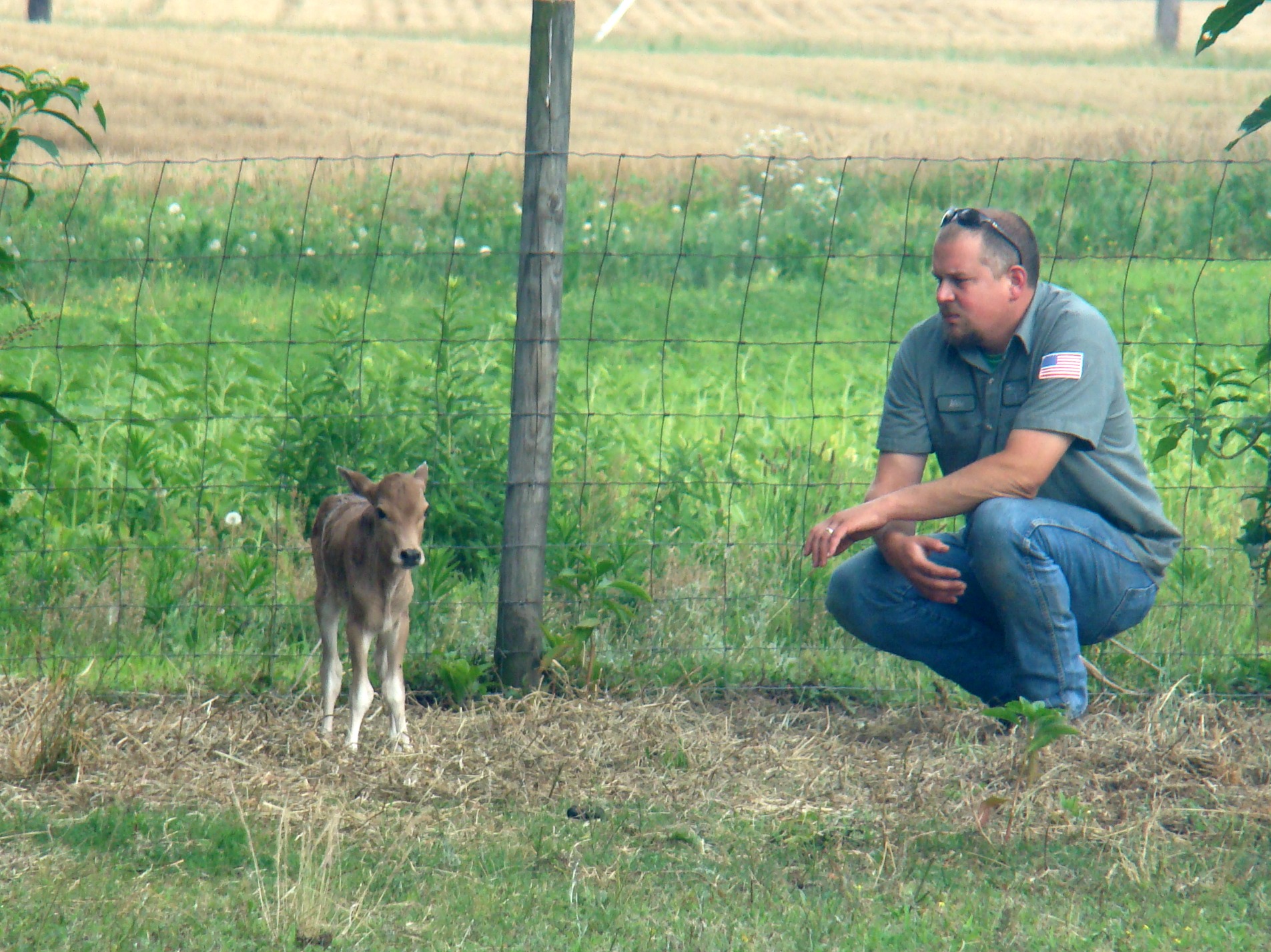 2011 calf (6) 2011 calf 6