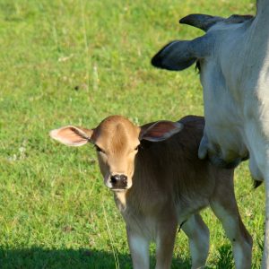 2011 calf (1) 2011 calf 1