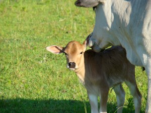 2011 calf (2) 2011 calf 2