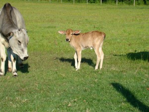 2011 calf (4) 2011 calf 4