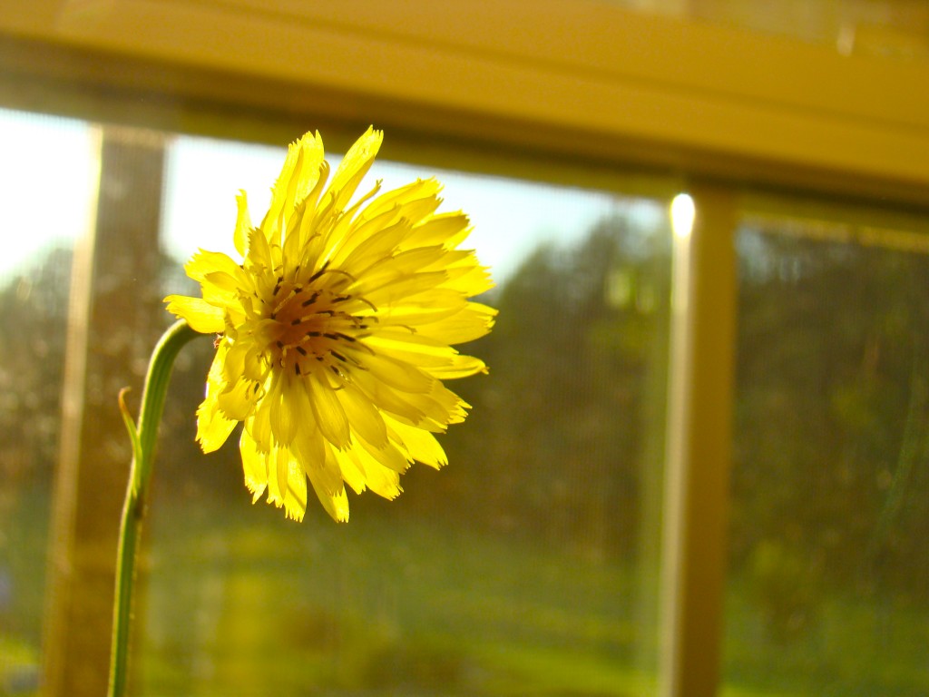 DSC03762 DSC03762