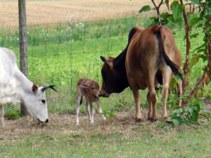 2011 calf (5) 2011 calf 5