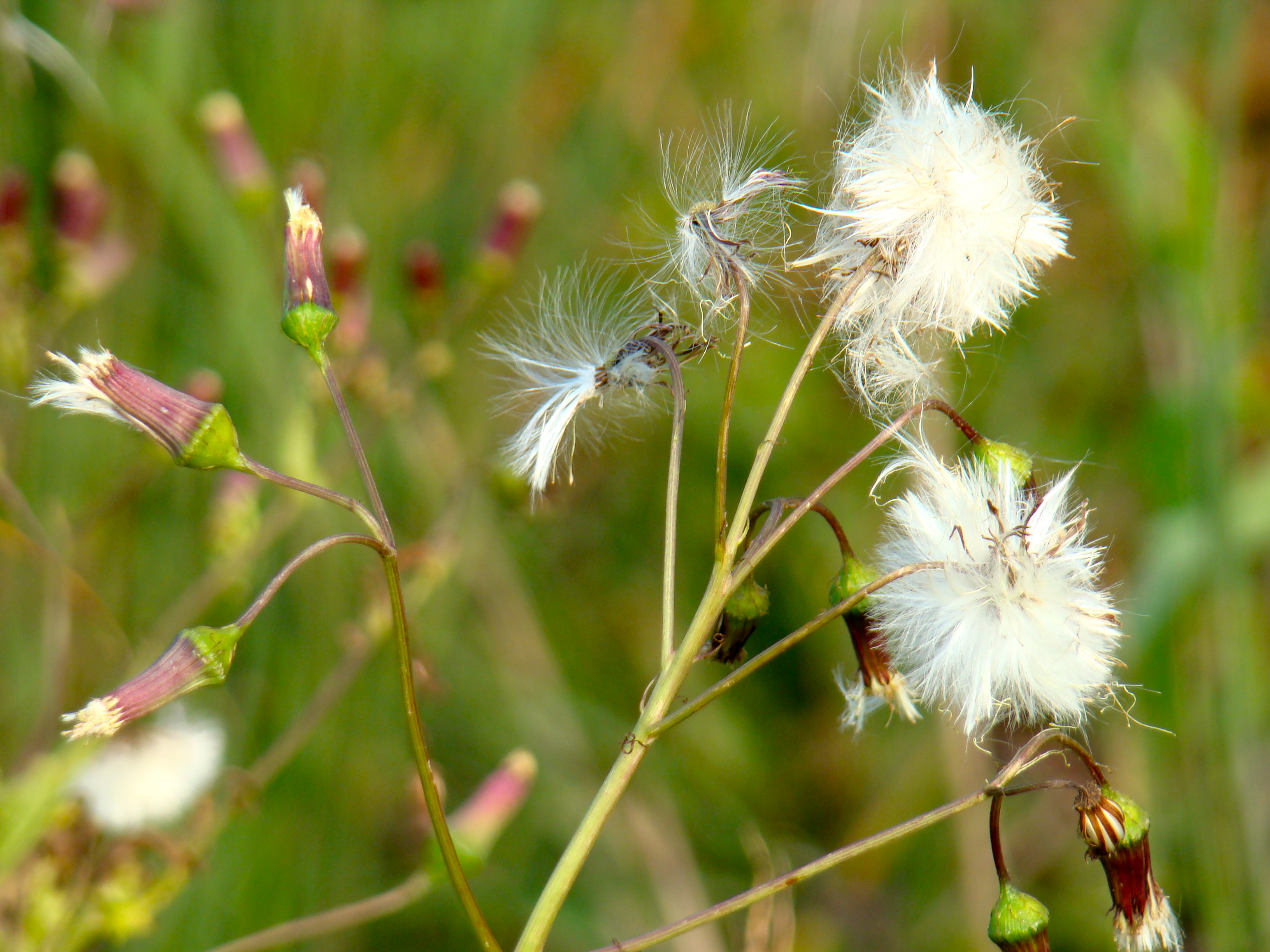 DSC07440 DSC07440