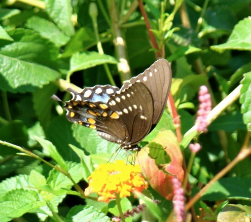 DSC07604 DSC07604