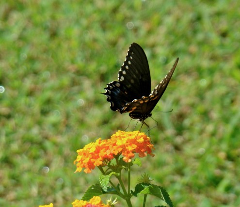 DSC07621 DSC07621