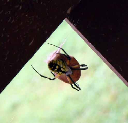 spider 5