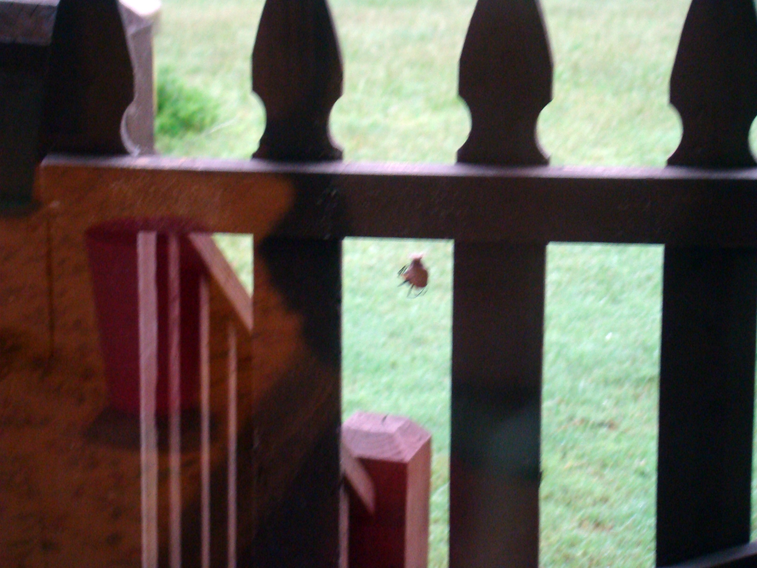 spider 1 spider 1