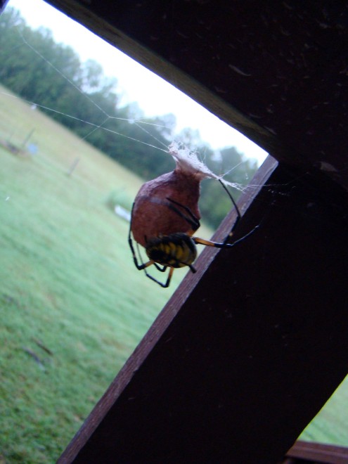 spider 2 spider 2