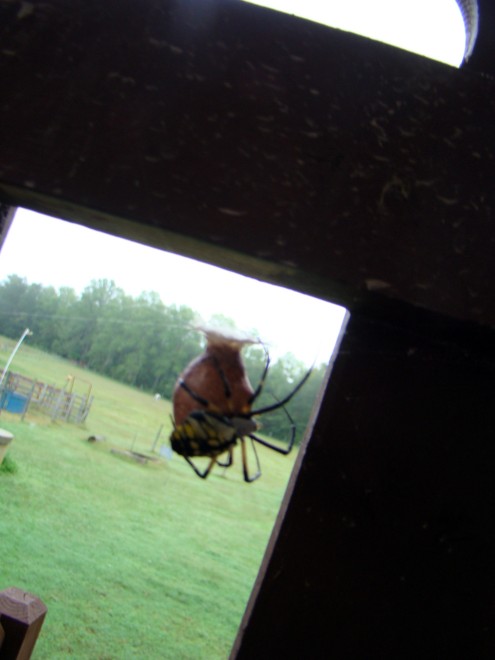 spider 4