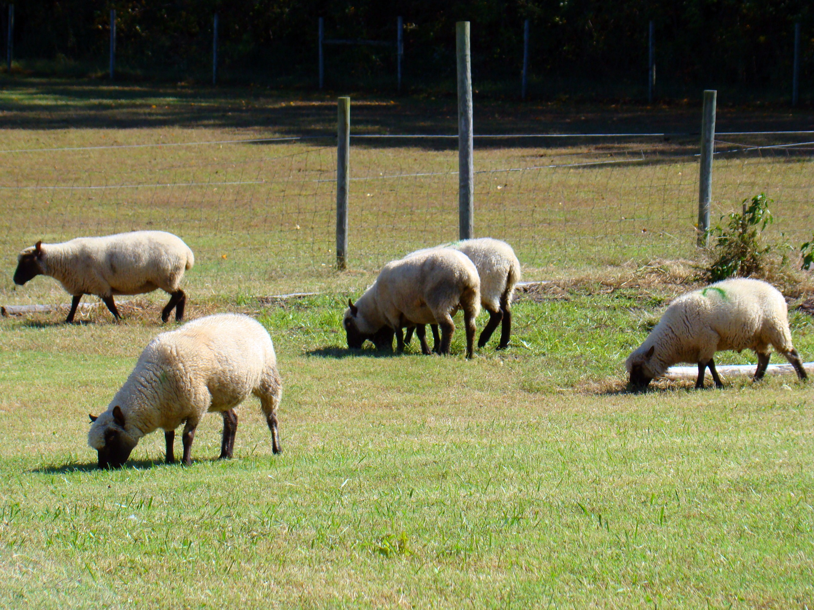sheep in the yard 1 sheep in the yard 1