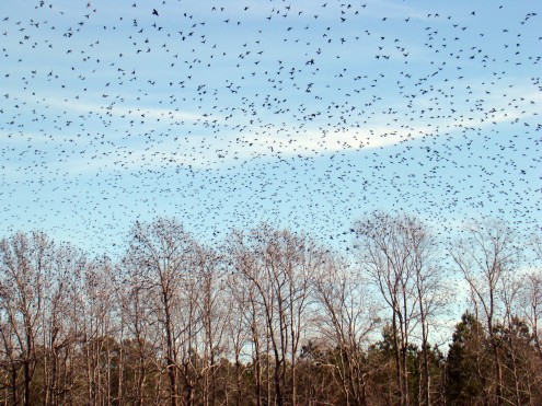 birds (3) birds 3