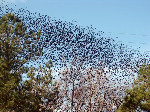 birds (9) birds 9