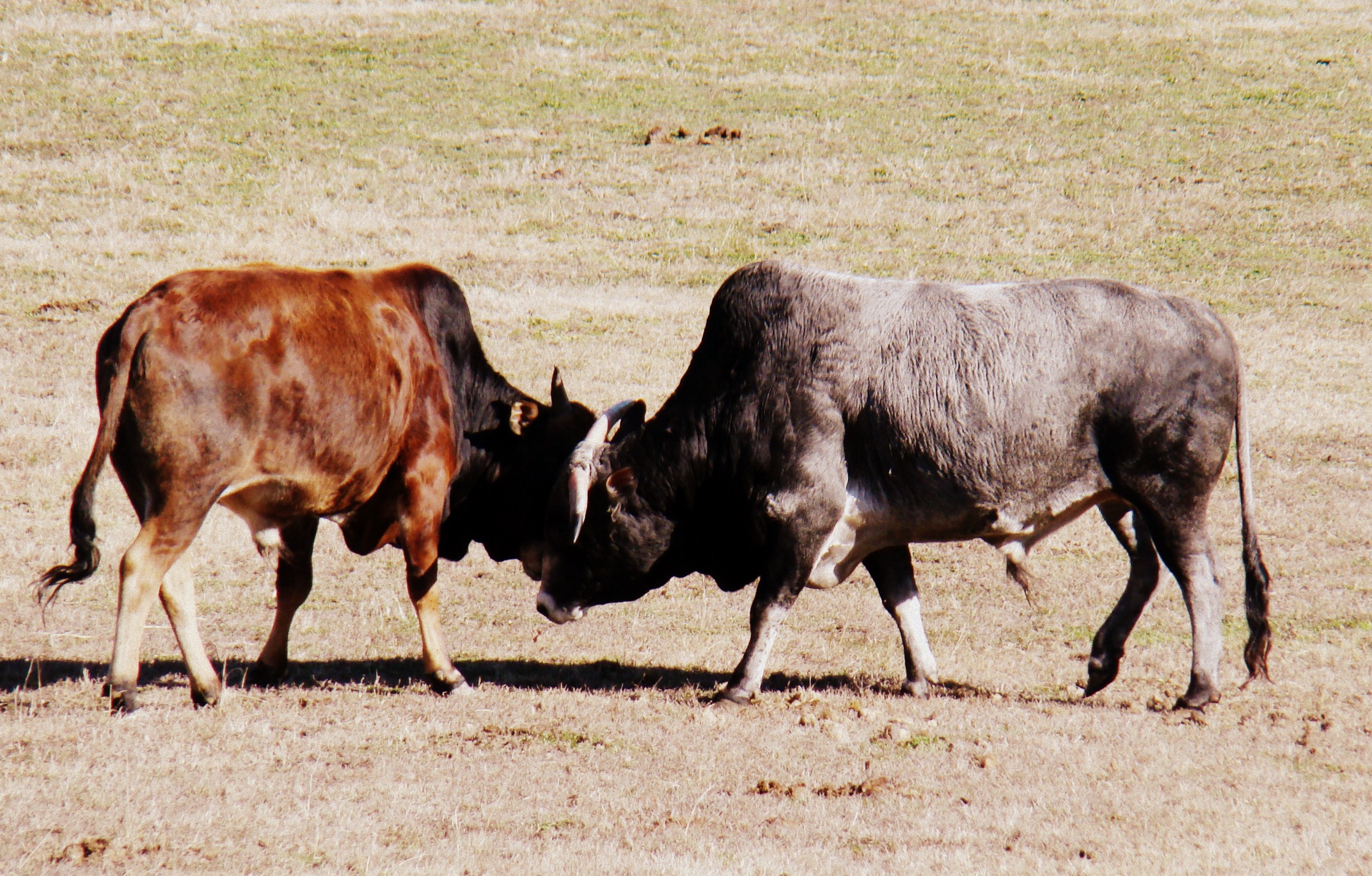 bulls (1) bulls 1