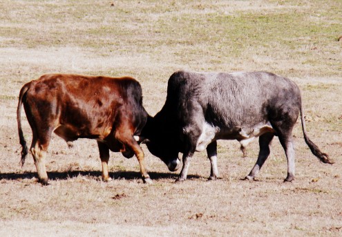 bulls (2) bulls 2