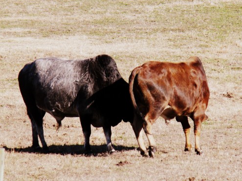 bulls (3) bulls 3
