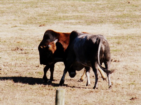bulls (4) bulls 4