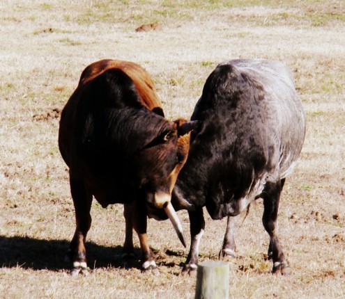bulls (6) bulls 6